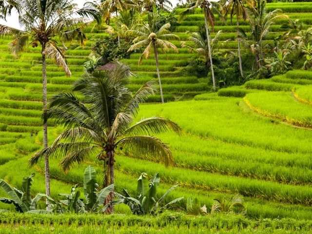 14 Day Eco-Luxury Healing Wellness Retreat in Bali, Indonesia