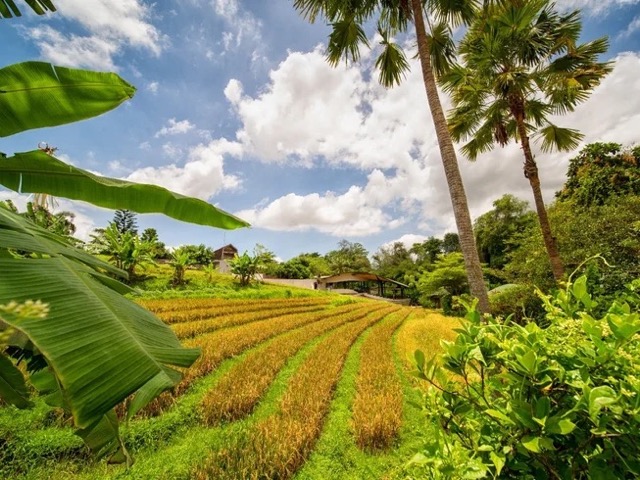 8 Day Eco-lux Yoga, Meditation, and Ayurvedic Well-being Retreat in Bali, Indonesia