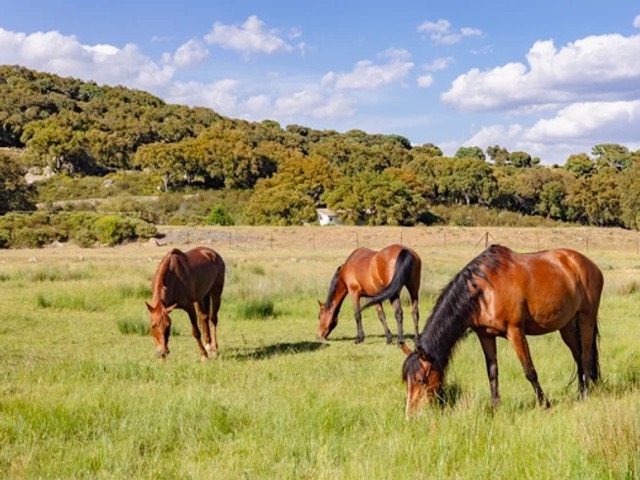 6 Day Embrace Yourself, Nature, Horses, Sound Massage, Coaching, Yoga, Mindfulness in Southern Spain